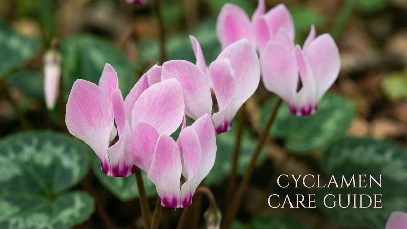 小蓝视频仙客来养护视频